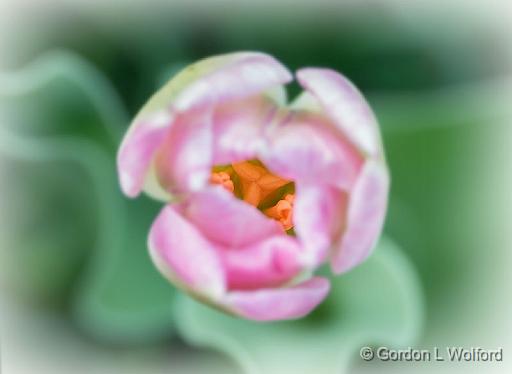 Mostly Out Of Focus Tulip_P1110671.jpg - Photographed at Smiths Falls, Ontario, Canada.